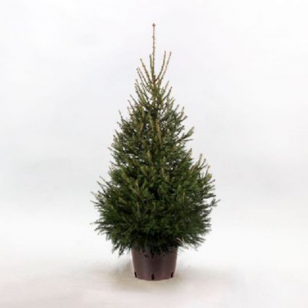 Picea abies 'Excelsa' - Molid norvegian [2]
