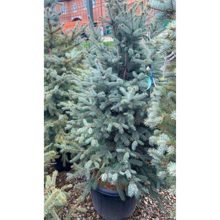 Picea pungens 'Fat Albert' - Molid argintiu 'Fat Albert' [2]