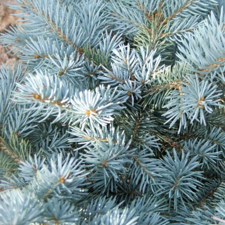 Conifere - Picea pungens 'Fat Albert' - Molid argintiu 'Fat Albert'