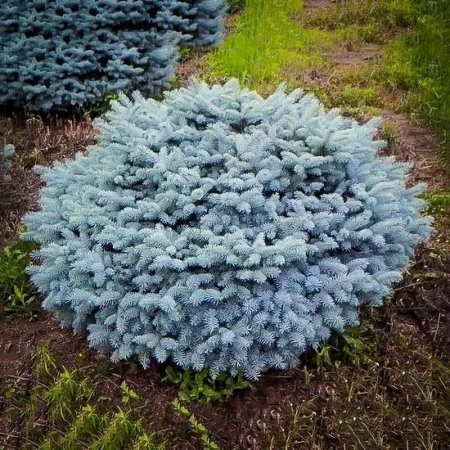 Picea pungens Glauca Globosa – Pin globular albastru [1]