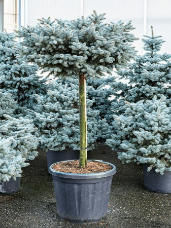Picea pungens 'Glauca Globosa'  mezzo fusto – Pin globular albastru - altoit pe trunchi [3]