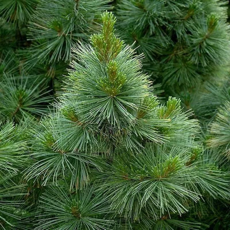 Pinus brevifolia – Pin pitic [1]