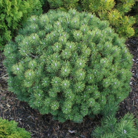 Conifere - Pinus mugo 'Mops' - Pin de munte pitic