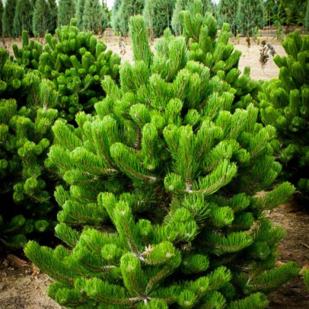 Conifere - Pinus nigra 'Oregon Green' - Pin negru 'Oregon Green' 175-200 cm