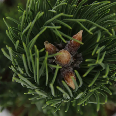 Pinus nigra 'Oregon Green' - Pin negru 'Oregon Green' 175-200 cm [1]