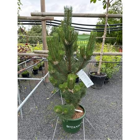 Pinus nigra 'Oregon Green' - Pin negru 'Oregon Green' 175-200 cm [2]