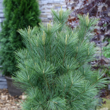 Pinus wallichiana 'Densa Hill' - Pin de Himalaya 'Densa Hill' [1]