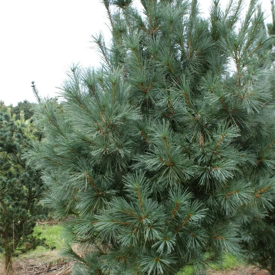 Conifere - Pinus wallichiana 'Densa Hill' - Pin de Himalaya 'Densa Hill'