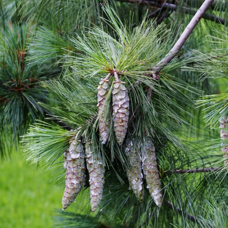 Pinus  wallichiana 'Excelsa' - Pin de Himalaya [1]
