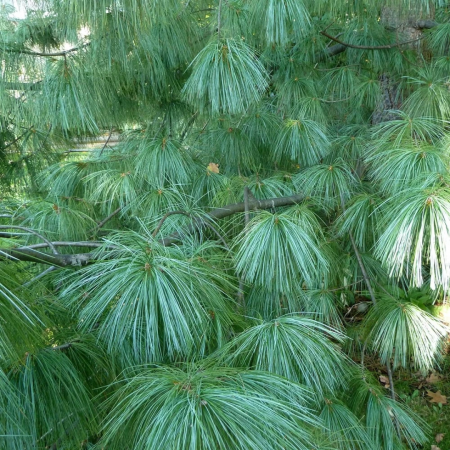 Conifere - Pinus  wallichiana 'Excelsa' - Pin de Himalaya