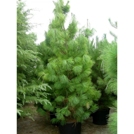 Pinus  wallichiana 'Excelsa' - Pin de Himalaya [2]