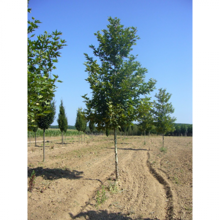 Platanus orientalis Cuneata - Platan oriental [3]