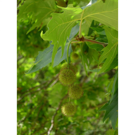 Platanus orientalis Cuneata - Platan oriental