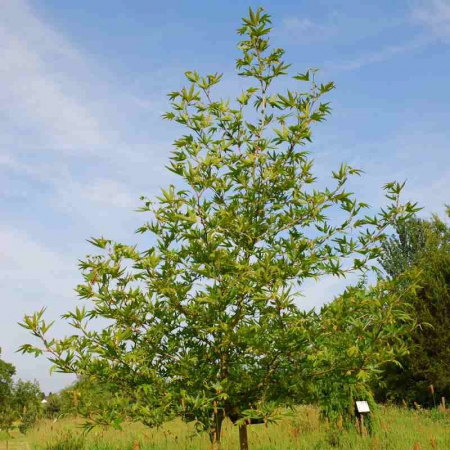 Platanus orientalis Cuneata - Platan oriental [2]