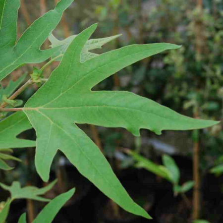 Platanus orientalis Cuneata - Platan oriental [1]