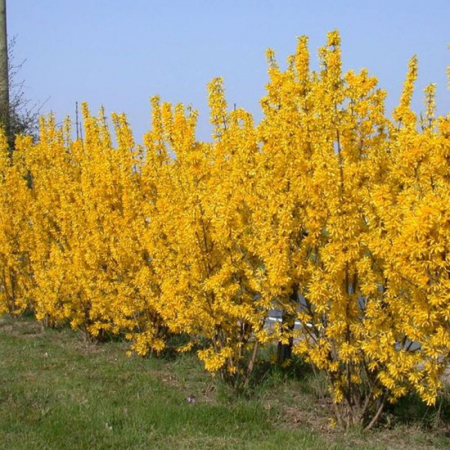 Forsythia x intermedia  - Ploaia de aur [1]