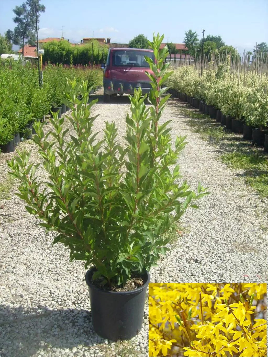 Forsythia x intermedia  - Ploaia de aur [2]