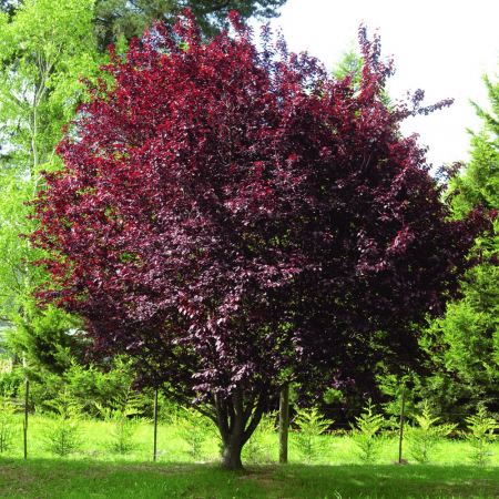 Prunus cerasifera 'Pissardi' Zolla - alto fusto - Corcoduș roșu ornamental pe tulpină înaltă [2]