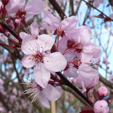 Prunus cerasifera 'Pissardi' Zolla - alto fusto - Corcoduș roșu ornamental pe tulpină înaltă [1]