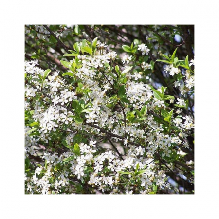 Prunus fruticosa Globosa - Cireș  pitic  globular [1]