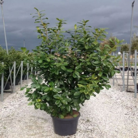 Prunus laurocerasus „Novita” - Laur englezesc