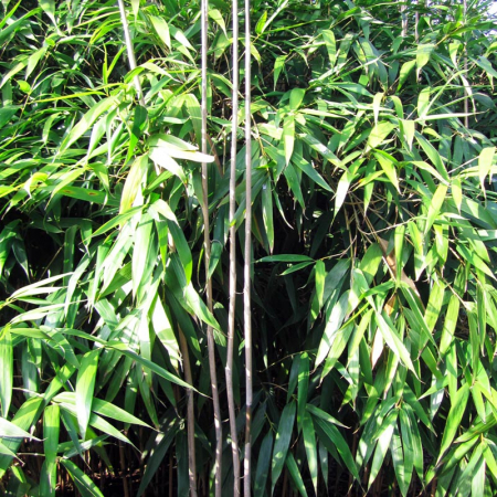 Pseudosasa japonica - Bambus Japonez Săgeată [0]