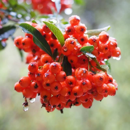 Arbori și arbuști - Pyracantha 'Ventoux Red' - Cătină ornamentală roșie