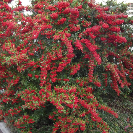 Pyracantha 'Ventoux Red' - Cătină ornamentală roșie [1]