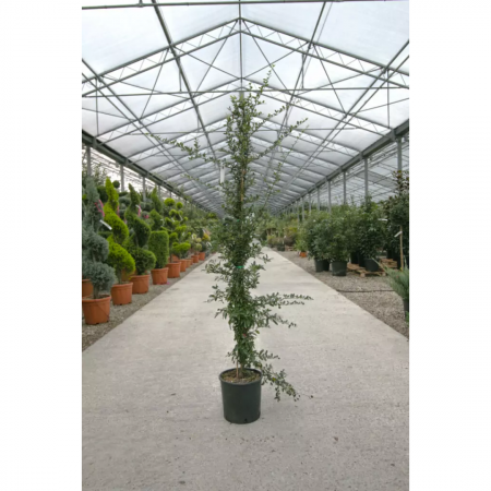 Pyracantha 'Ventoux Red' - Cătină ornamentală roșie [2]