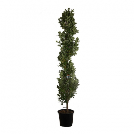 Quercus robur Fastigiata Koster - Stejar columnar [2]
