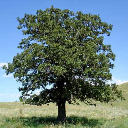 Quercus velutina Zolla - Stejar negru [1]