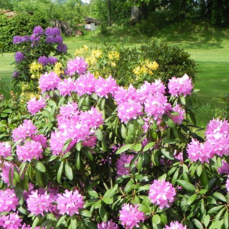 Rhododendron Hybridum - Rododendron Hibrid [1]