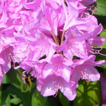 Rhododendron Hybridum - Rododendron Hibrid [0]