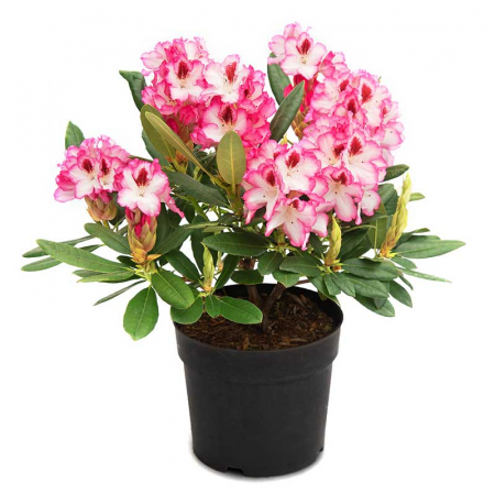Rhododendron Hybridum - Rododendron Hibrid [4]