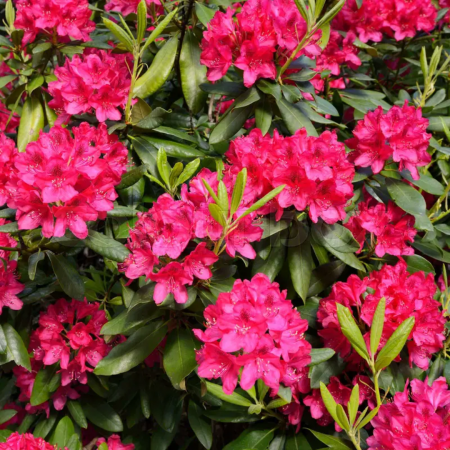 Rhododendron Hybridum - Rododendron Hibrid [3]
