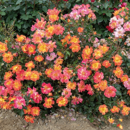 Rosa Cespuglio Mix - Arbust de Trandafir Mixt [0]