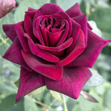 Rosa Cespuglio Mix - Arbust de Trandafir Mixt [2]