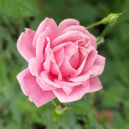 Rosa Cespuglio Mix - Arbust de Trandafir Mixt [5]