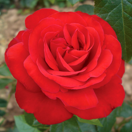 Rosa Cespuglio Mix - Arbust de Trandafir Mixt [3]