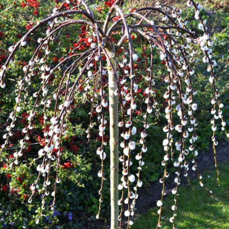 Salix caprea 'Kilmarnock' mezzo fusto - Salcie pendulară 'Kilmarnock'- altoit pe trunchi [1]