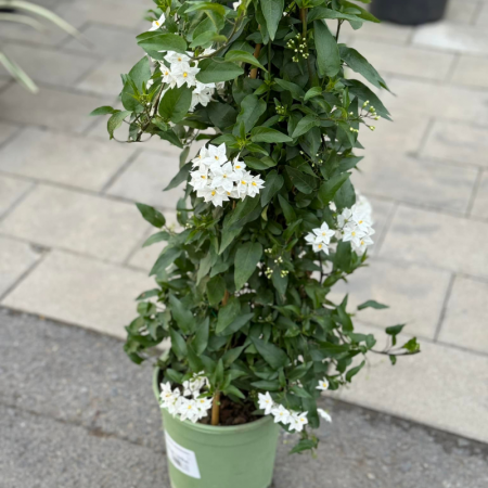 Solanum jasminoides  - Iasomie  albă cățărătoare [2]