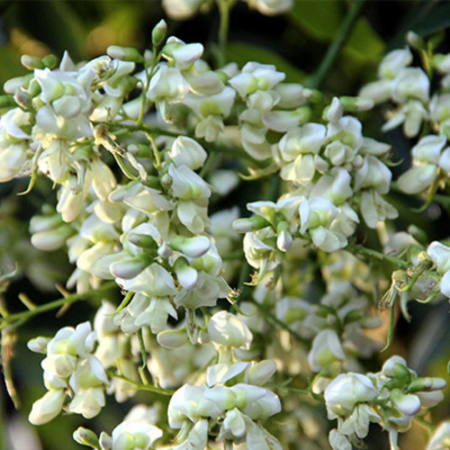 Sophora japonica - alto fusto - Salcâm japonez pe tulpină înaltă [2]