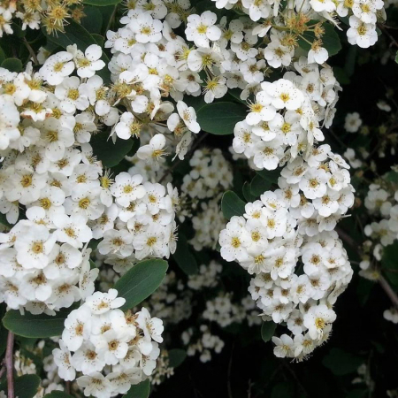 Spiraea vanhouttei - multitronco - Cununiță cu multitrunchi