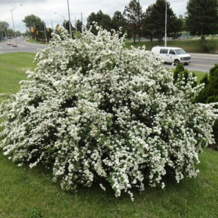 Spiraea vanhouttei - multitronco - Cununiță cu multitrunchi [1]