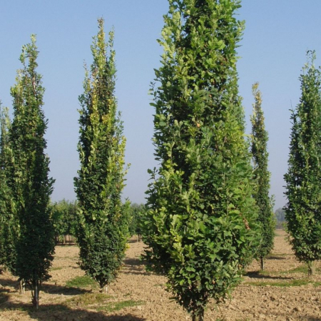 Quercus robur Fastigiata Koster - Stejar columnar [1]