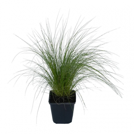 Stipa tenuissima - Iarbă ornamentală [2]