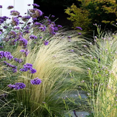 Stipa tenuissima - Iarbă ornamentală [1]