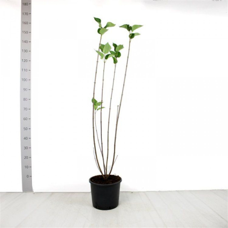 Syringa vulgaris 'Sensation' - Liliac [2]