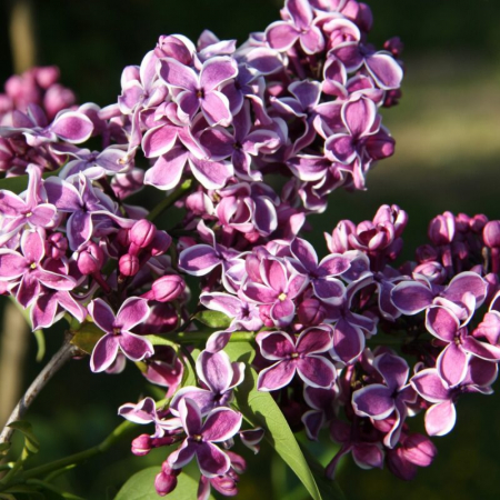 Syringa vulgaris 'Sensation' - Liliac