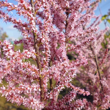 Arbori și arbuști - Tamarix tetrandra - Cătină roșie